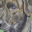 schilderij-figuratief-2013-hond-sam